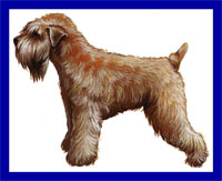 a well breed Soft Coated Wheaten Terrier dog